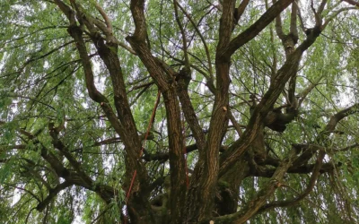 Les signes indiquant qu’il est temps d’élaguer vos arbres à Rumilly