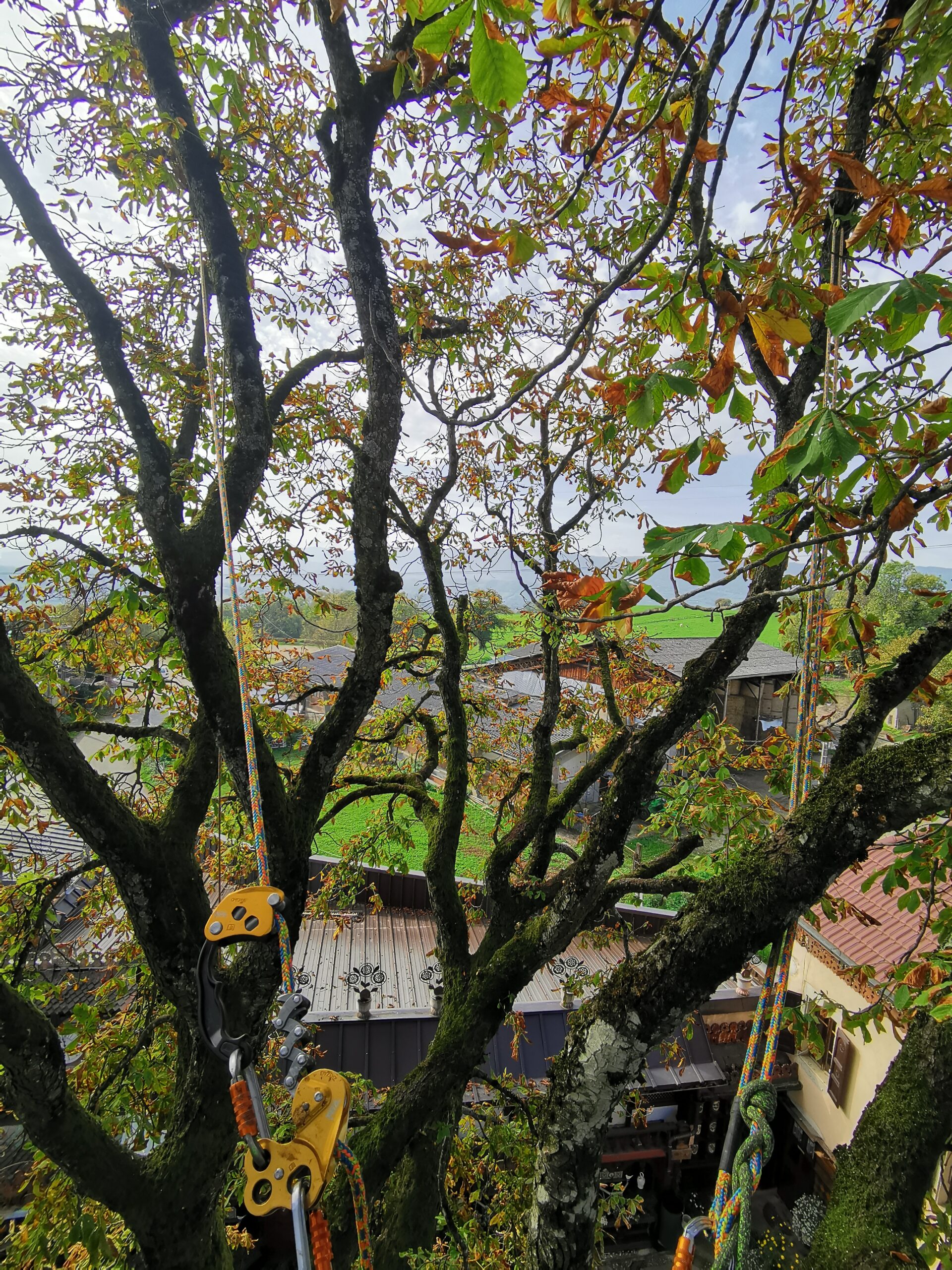 Arbonils - Elagueur et paysagiste à Rumilly - Annecy Arbo'nils - Elagueur et paysagiste à Rumilly - Annecy