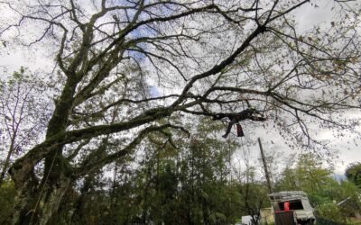 Les meilleurs moments de l’année pour élaguer vos arbres