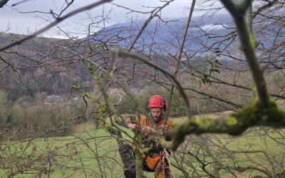 Élagage sécuritaire : Pourquoi faire appel à un expert à Rumilly