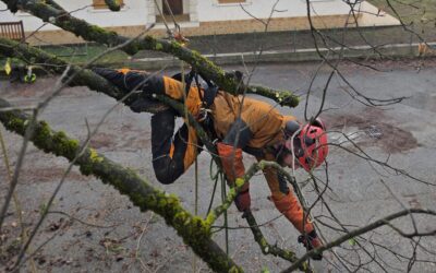 Les avantages de l&rsquo;élagage régulier pour vos arbres et votre jardin