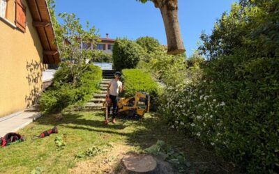 Les meilleurs moments de l&rsquo;année pour élaguer vos arbres