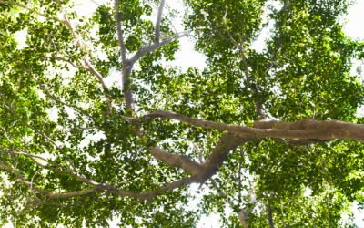 Pourquoi l’élagage est essentiel pour la santé de vos arbres