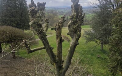 Les signes indiquant qu&rsquo;il est temps d&rsquo;élaguer vos arbres à Rumilly