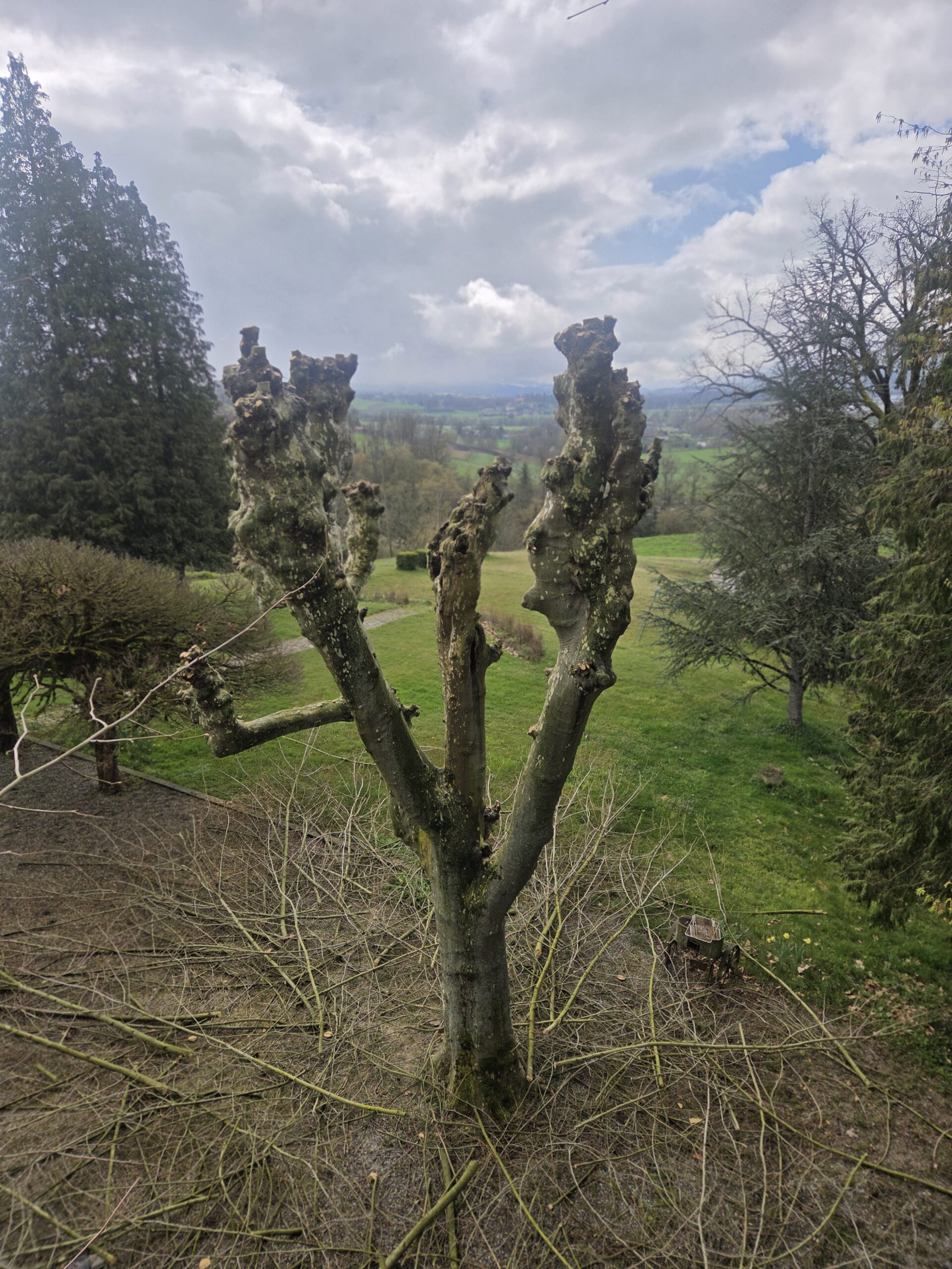Arbo'nils - Élagage à Rumilly